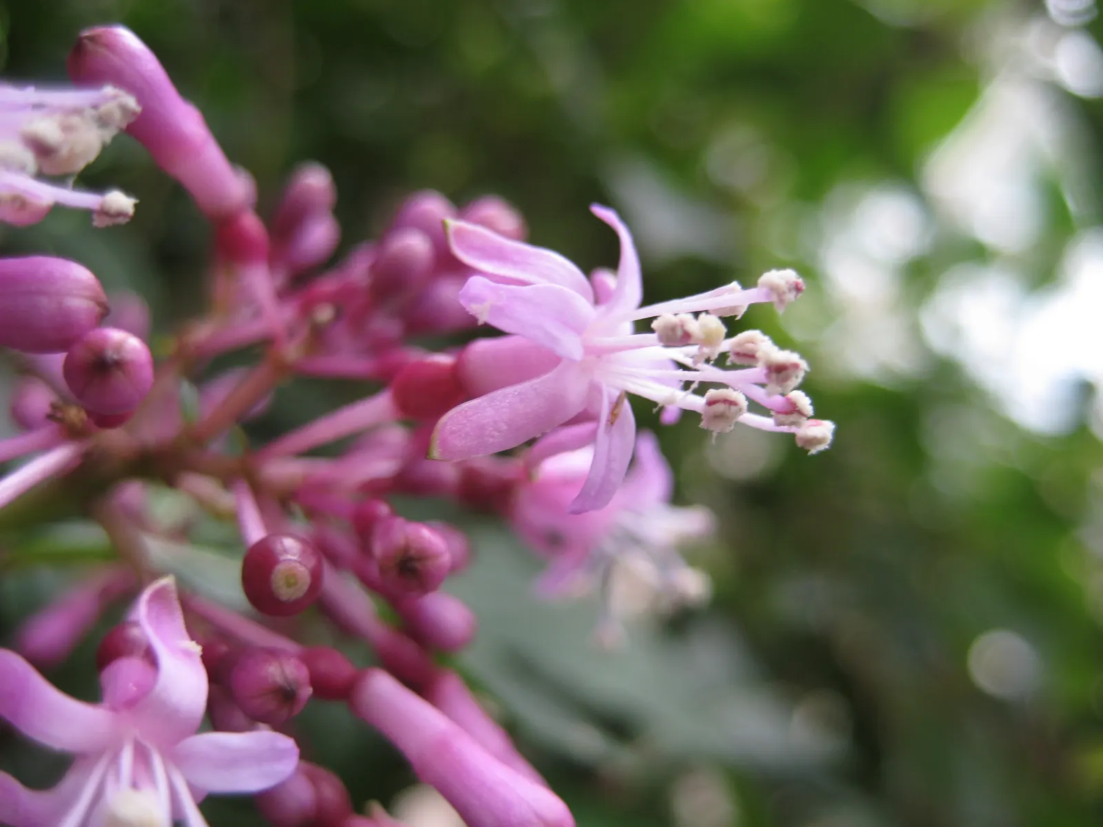 Firecracker Fuchsia (Fuchsia Paniculata) — tantalizing hummingbirds from summer to fall