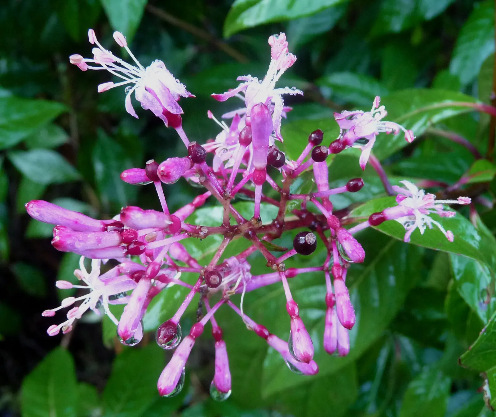 Firecracker Fuchsia (Fuchsia Paniculata) — the Firecracker Fuchsia thrives in rich