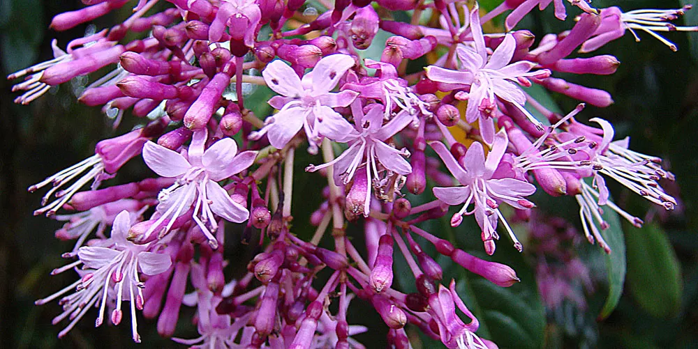 Firecracker Fuchsia (Fuchsia Paniculata) — perfect for adding a splash of color
