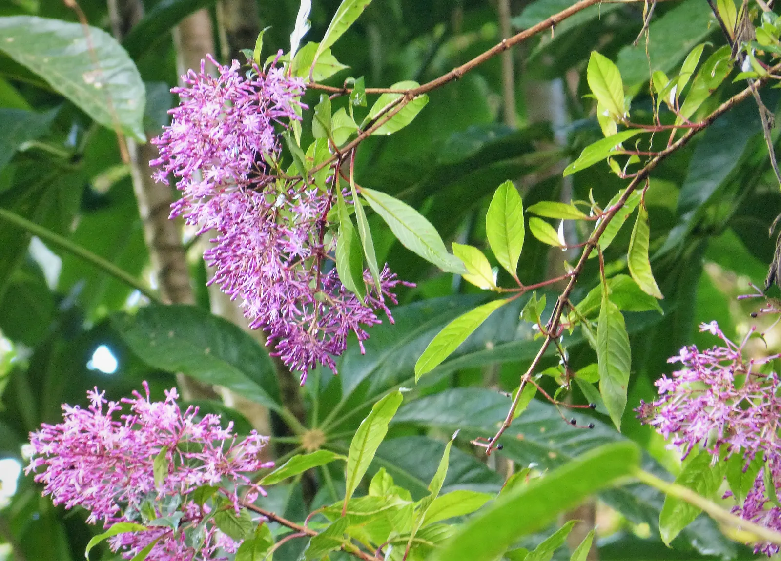 Firecracker Fuchsia (Fuchsia Paniculata) — pendulous clusters of tubular flowers