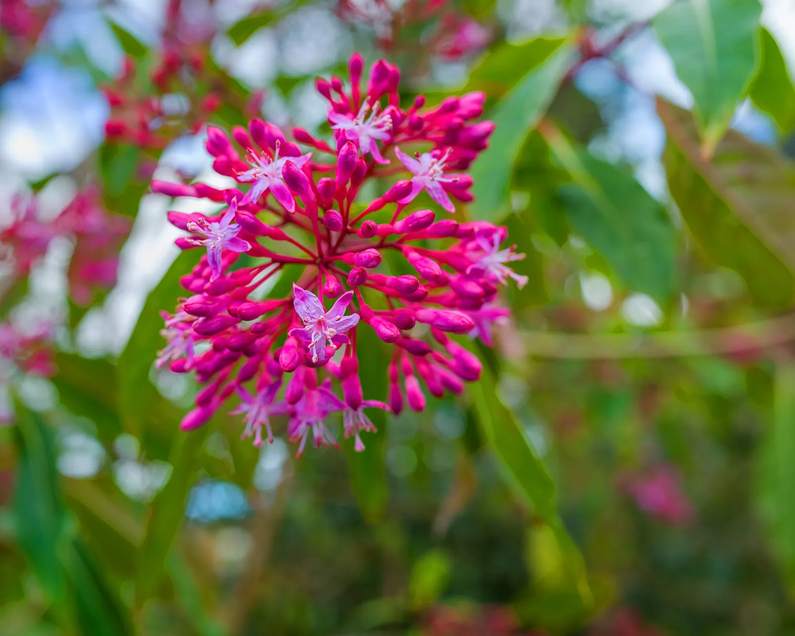 Firecracker Fuchsia (Fuchsia Paniculata) — promoting a bushy silhouette that brims with ornamental appeal