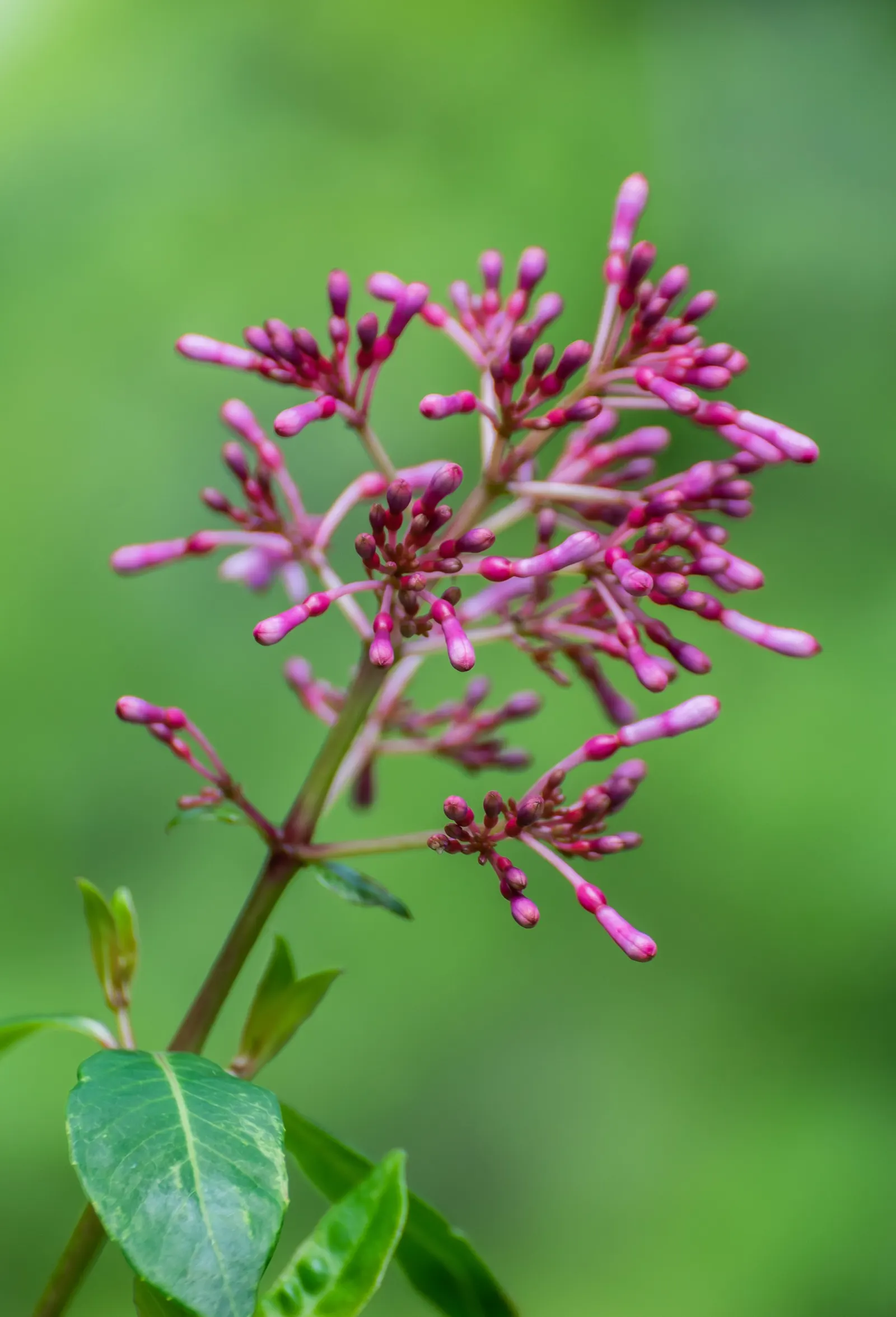 Firecracker Fuchsia (Fuchsia Paniculata) — is a vibrant and lush perennial shrub that captivates with its unique floral display and robust growth habit