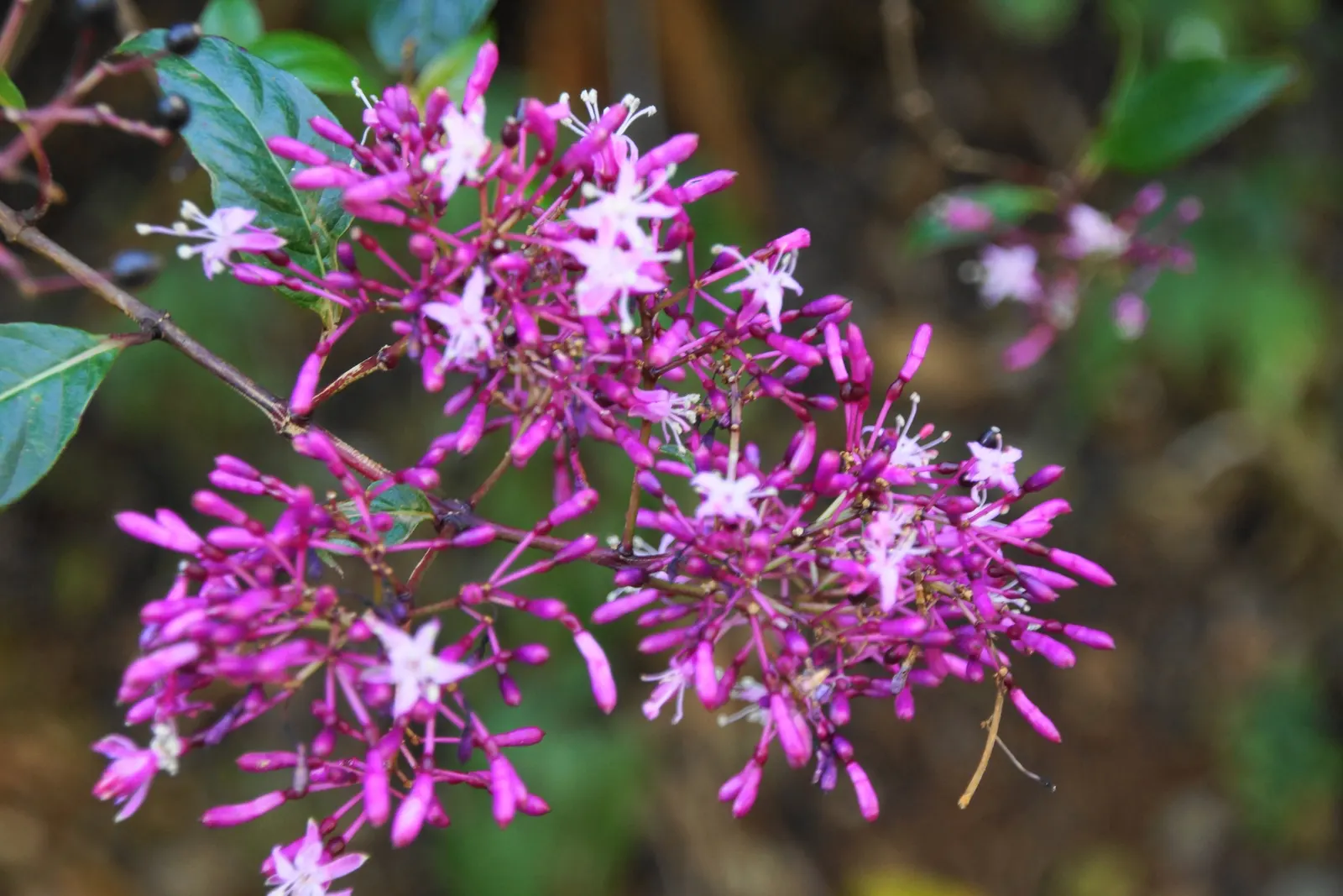 Firecracker Fuchsia (Fuchsia Paniculata) — scientifically known as Fuchsia paniculata