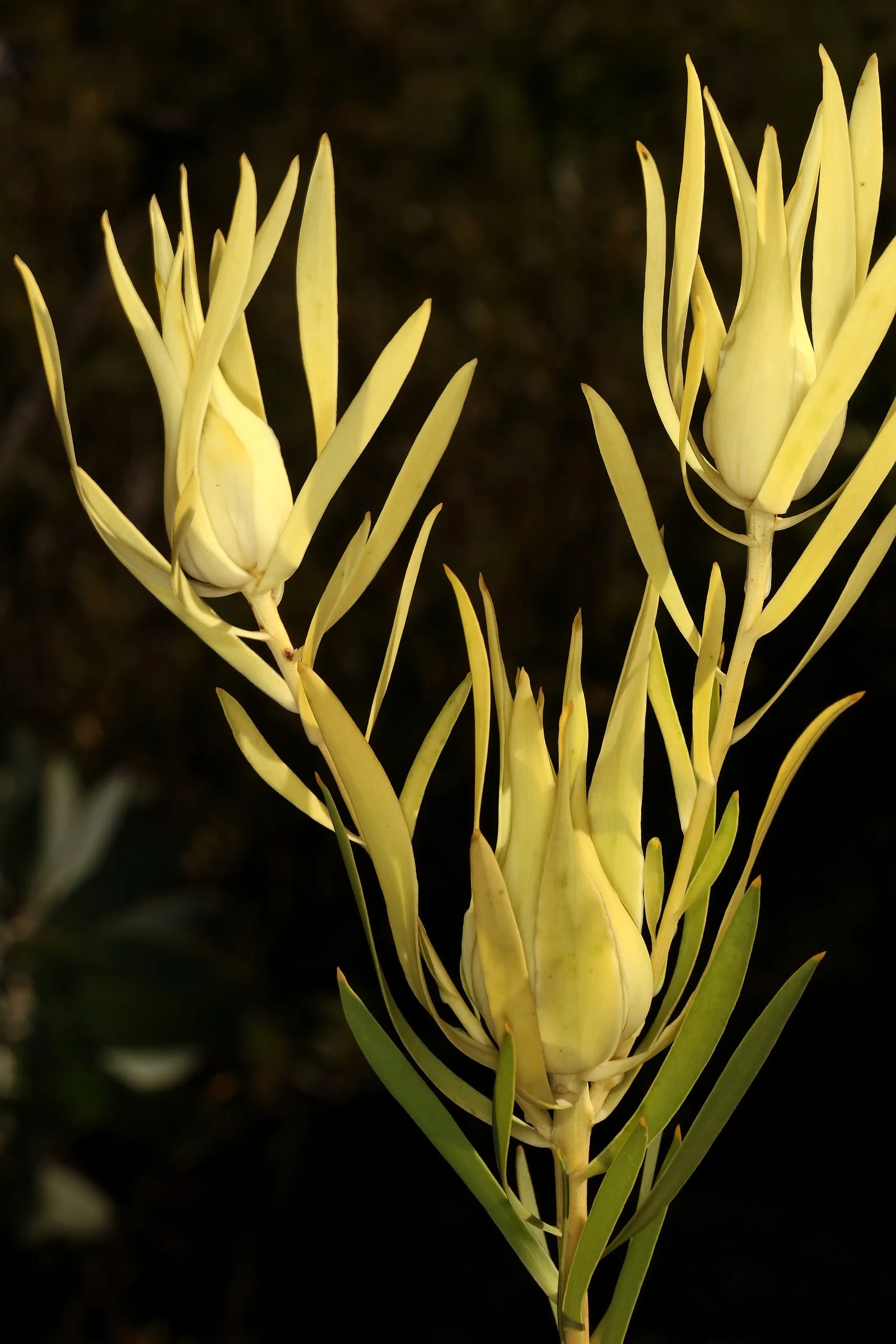 Jester Conebush (Leucadendron 'Jester') — displaying a medley of colors with green centers and cream on the margins; also known as the Sunshine Conebush