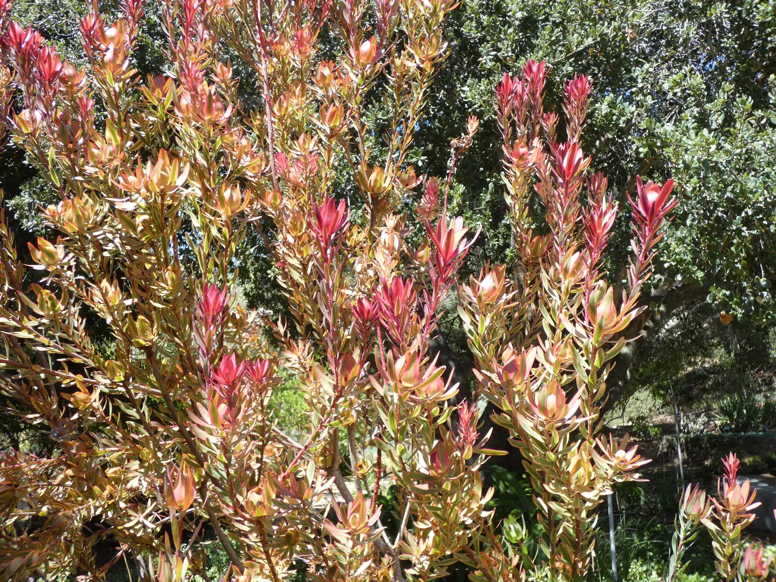 Jester Conebush (Leucadendron 'Jester') — This low-maintenance plant thrives in full sun with well-drained soil; its striking foliage transitions from yellow