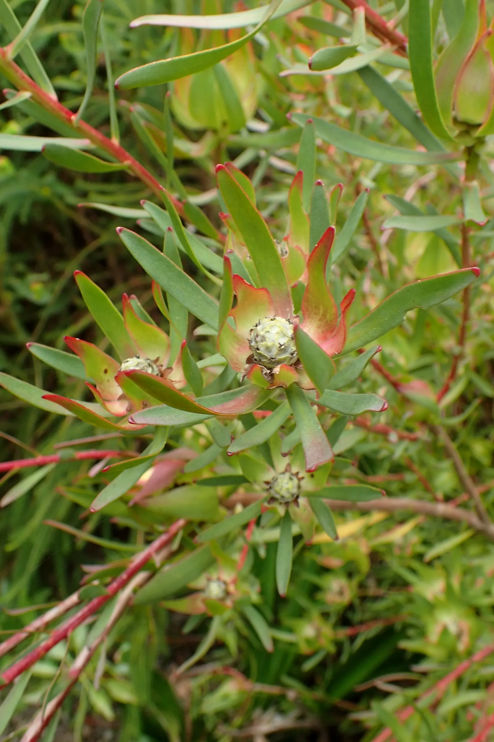 Jester Conebush (Leucadendron 'Jester') — which transition into a brilliant pink and red towards the tips