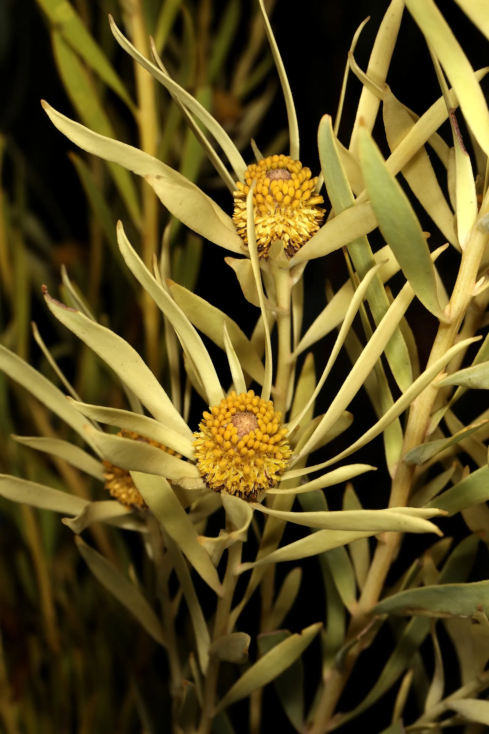 Jester Conebush (Leucadendron 'Jester') — Preferring full sun exposure, the Sunshine Conebush thrives in well-draining, acidic to neutral soil