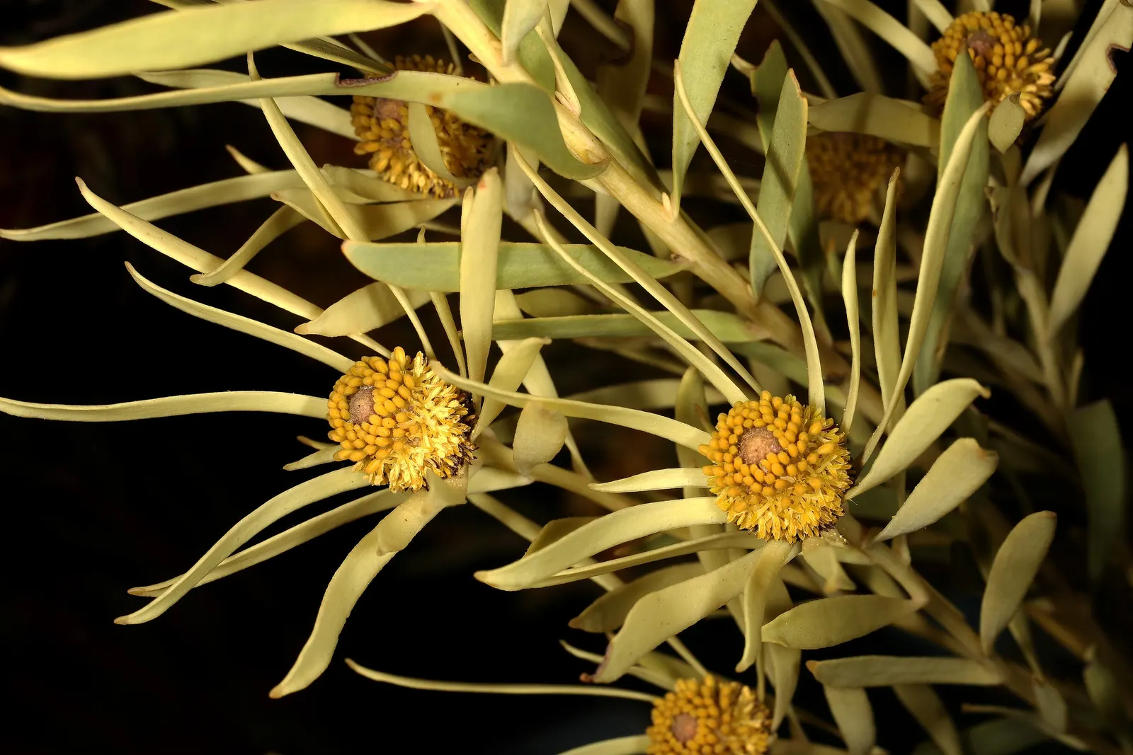 Jester Conebush (Leucadendron 'Jester') — and its showy bracts add year-round interest