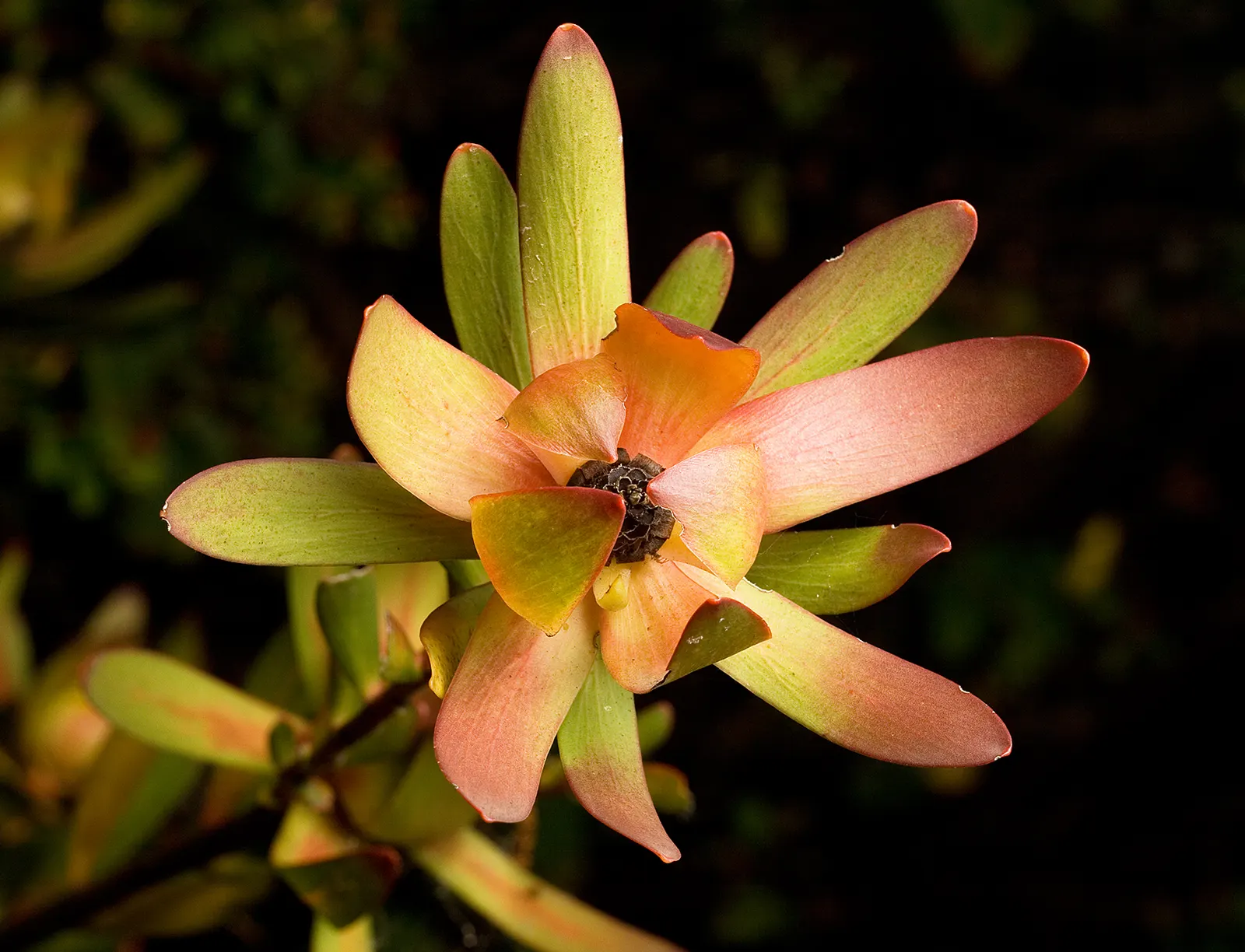 Jester Conebush (Leucadendron 'Jester') — This low-maintenance plant thrives in full sun with well-drained soil