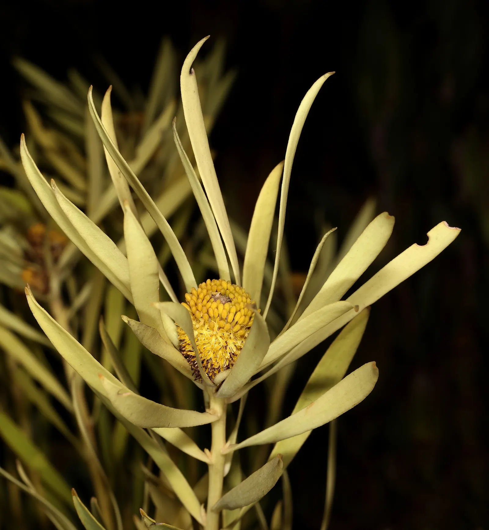 Jester Conebush (Leucadendron 'Jester') — evergreen shrub reaching 3-5 feet in height and width