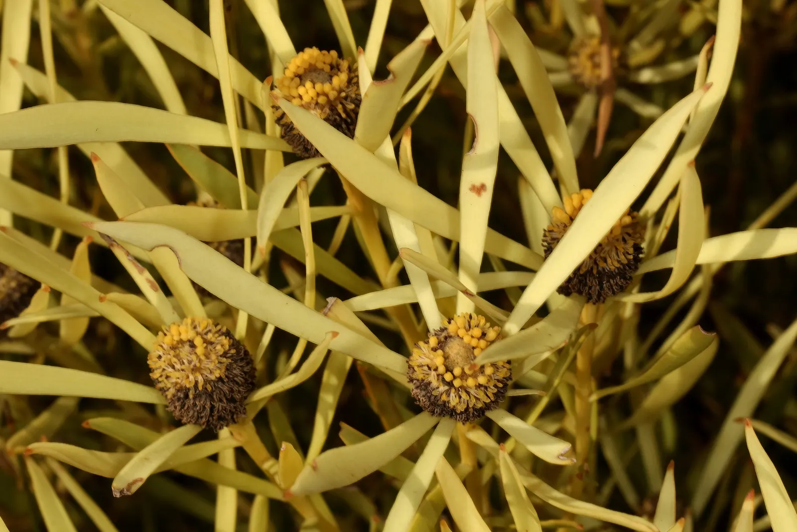 Jester Conebush (Leucadendron 'Jester') — with pruning generally unnecessary unless to remove damaged or old growth