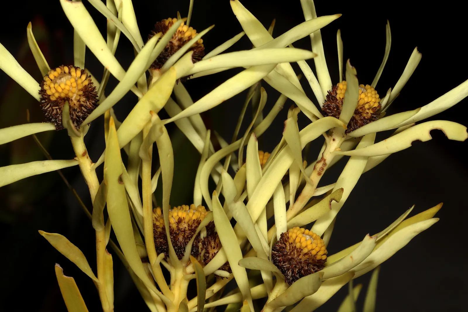 Jester Conebush (Leucadendron 'Jester') — mimicking an artist's palette