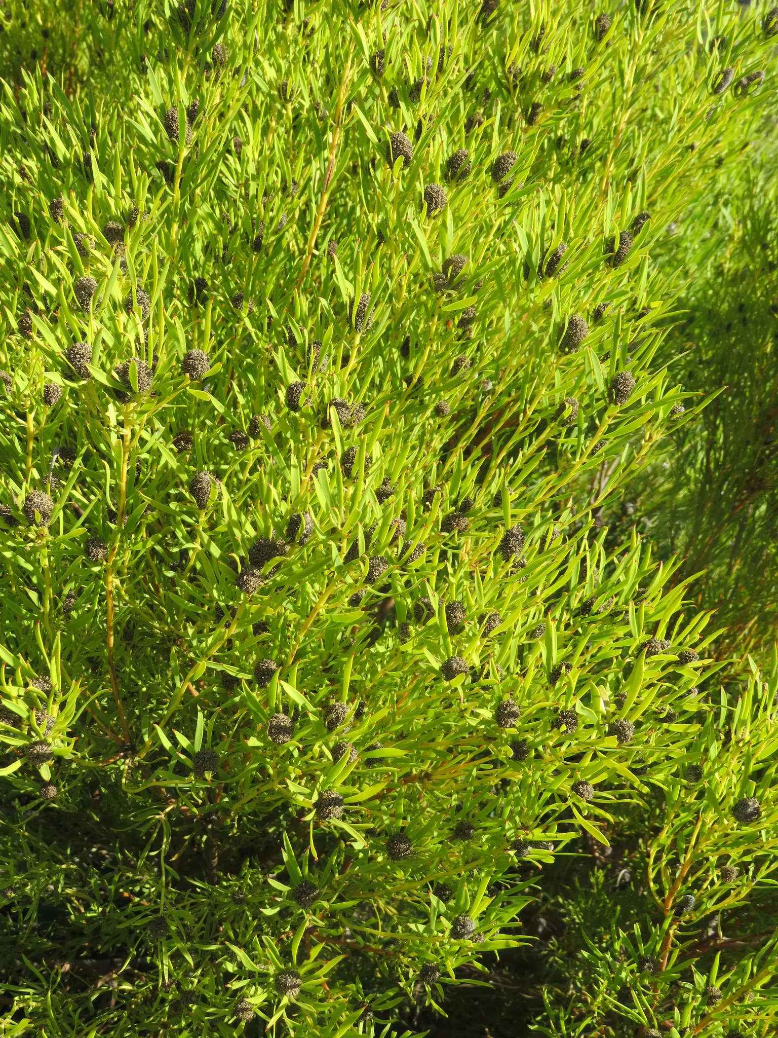 Jester Conebush (Leucadendron 'Jester') — shrub with red and yellow blooms