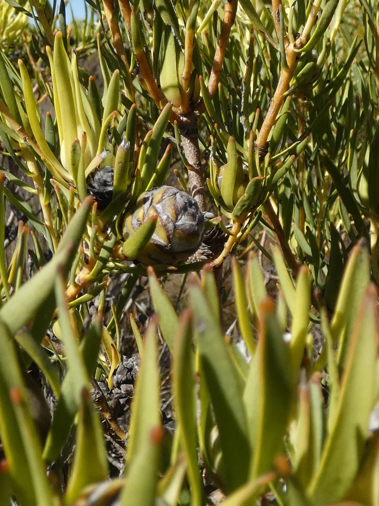 Jester Conebush (Leucadendron 'Jester') — shrub for full