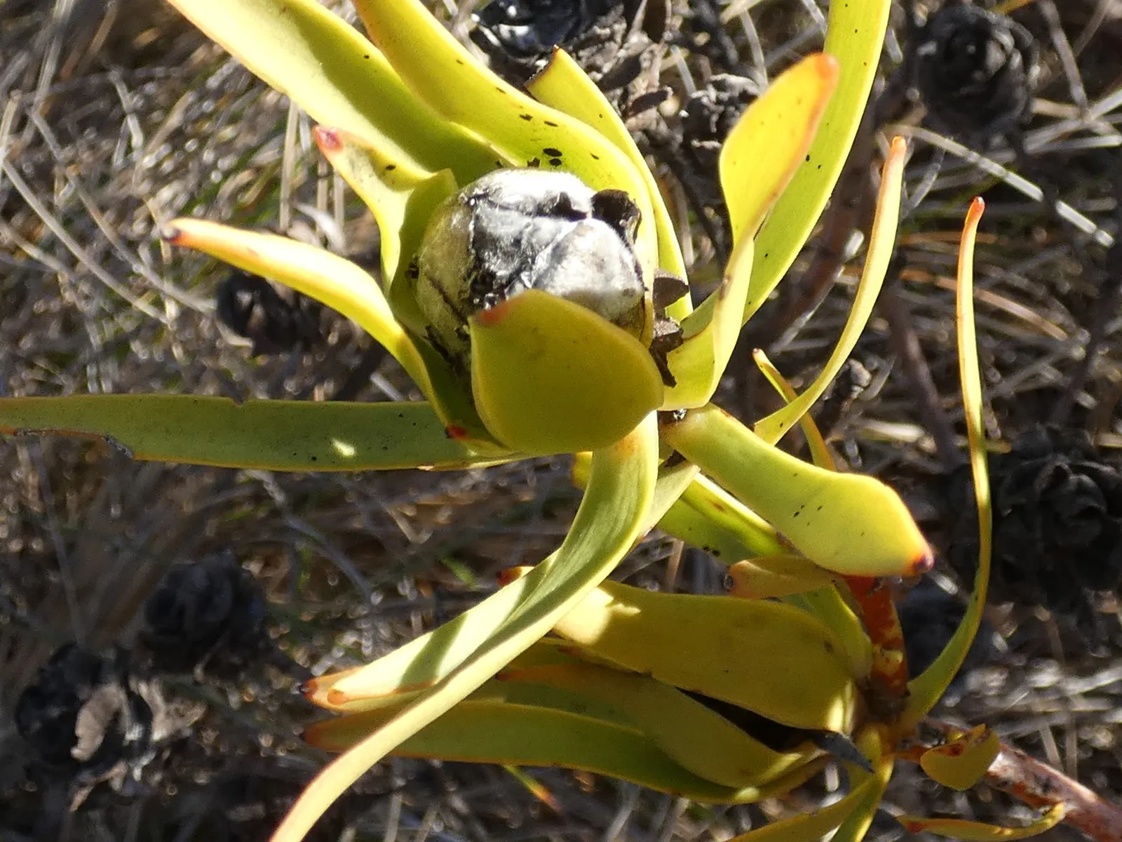 Jester Conebush (Leucadendron 'Jester') — Ideal for xeriscaping, it's drought-tolerant once established and attracts pollinators