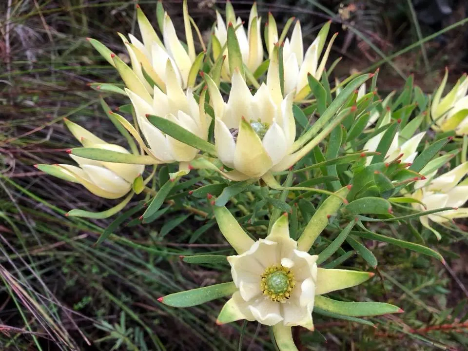Jester Conebush (Leucadendron 'Jester') — is an eye-catching evergreen shrub that brings a vibrant splash of color to any landscape; a stand-out feature of