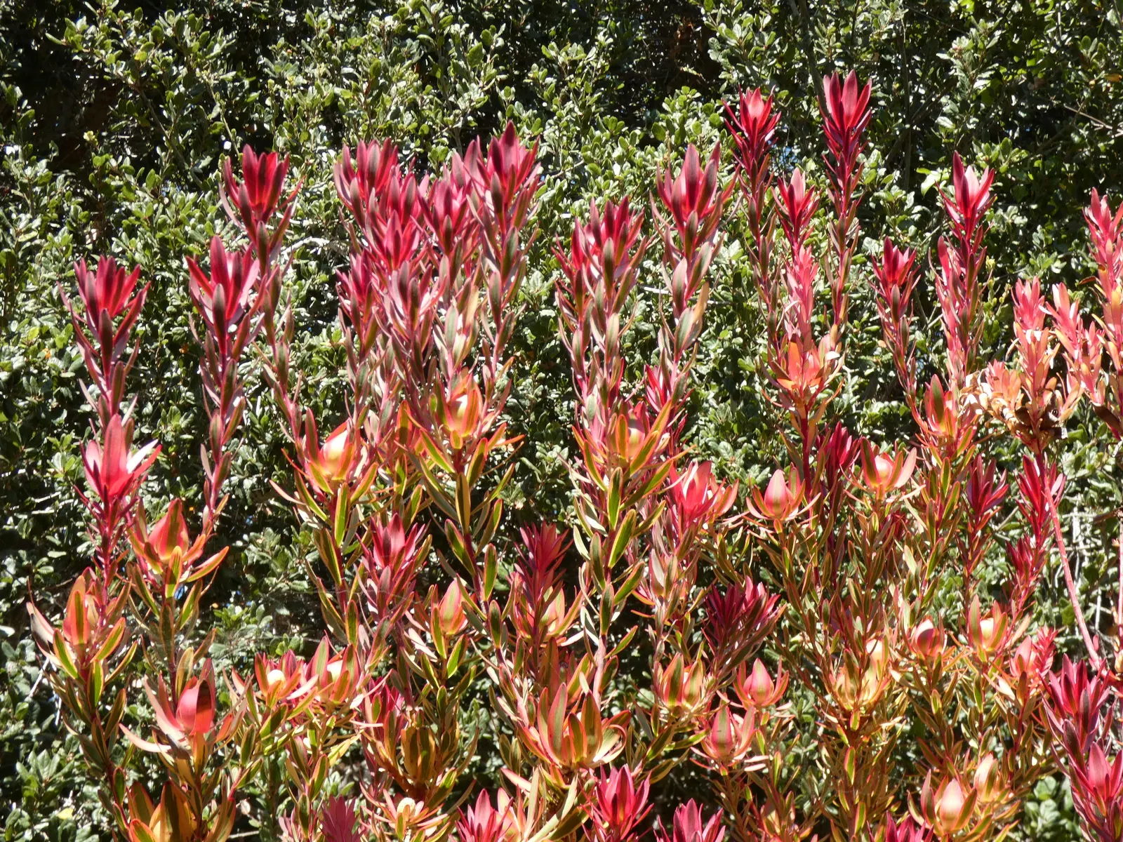 Jester Conebush (Leucadendron 'Jester') — evergreen shrub reaching 3-5 feet in height and width; which transition into a brilliant pink and red towards the tips