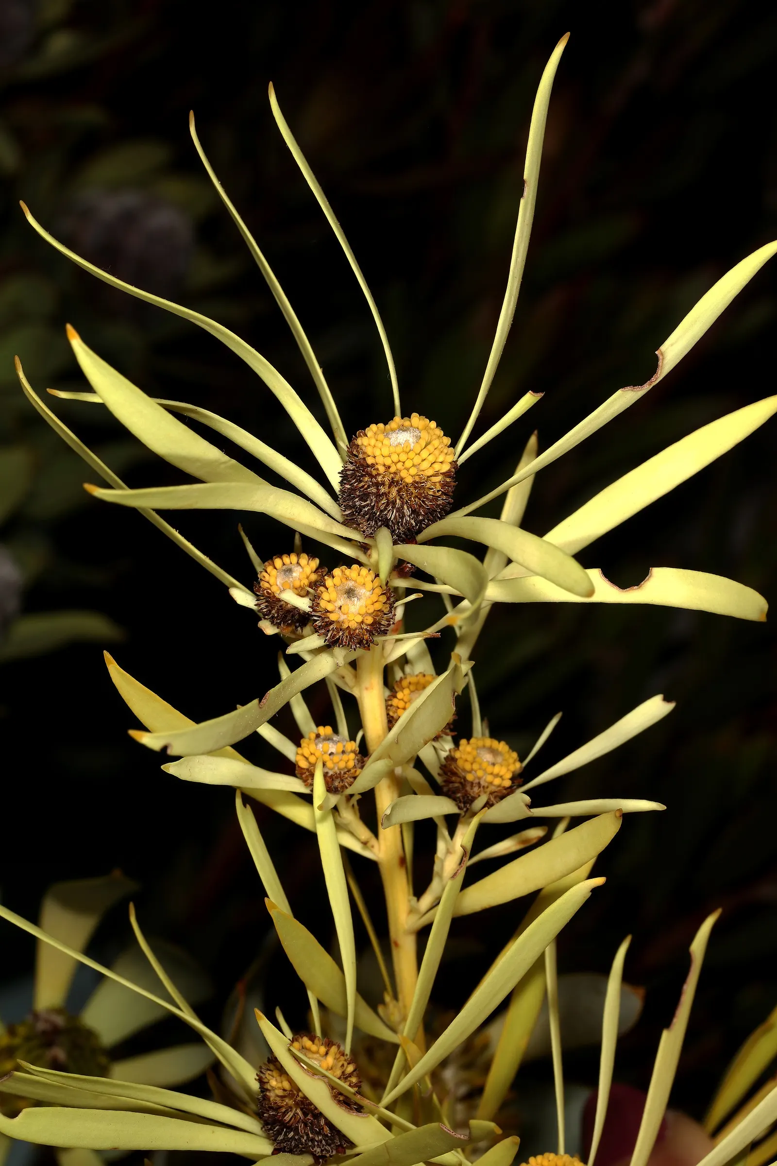 Jester Conebush (Leucadendron 'Jester') — and its showy bracts add year-round interest; displaying a medley of colors with green centers and cream on the