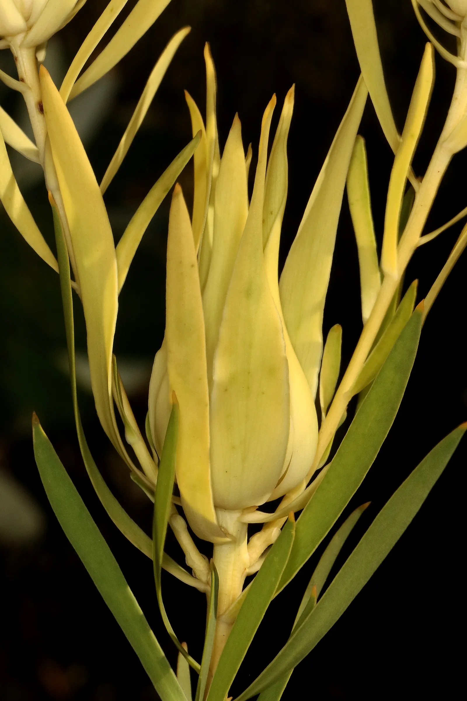Jester Conebush (Leucadendron 'Jester') — It is drought-tolerant once established