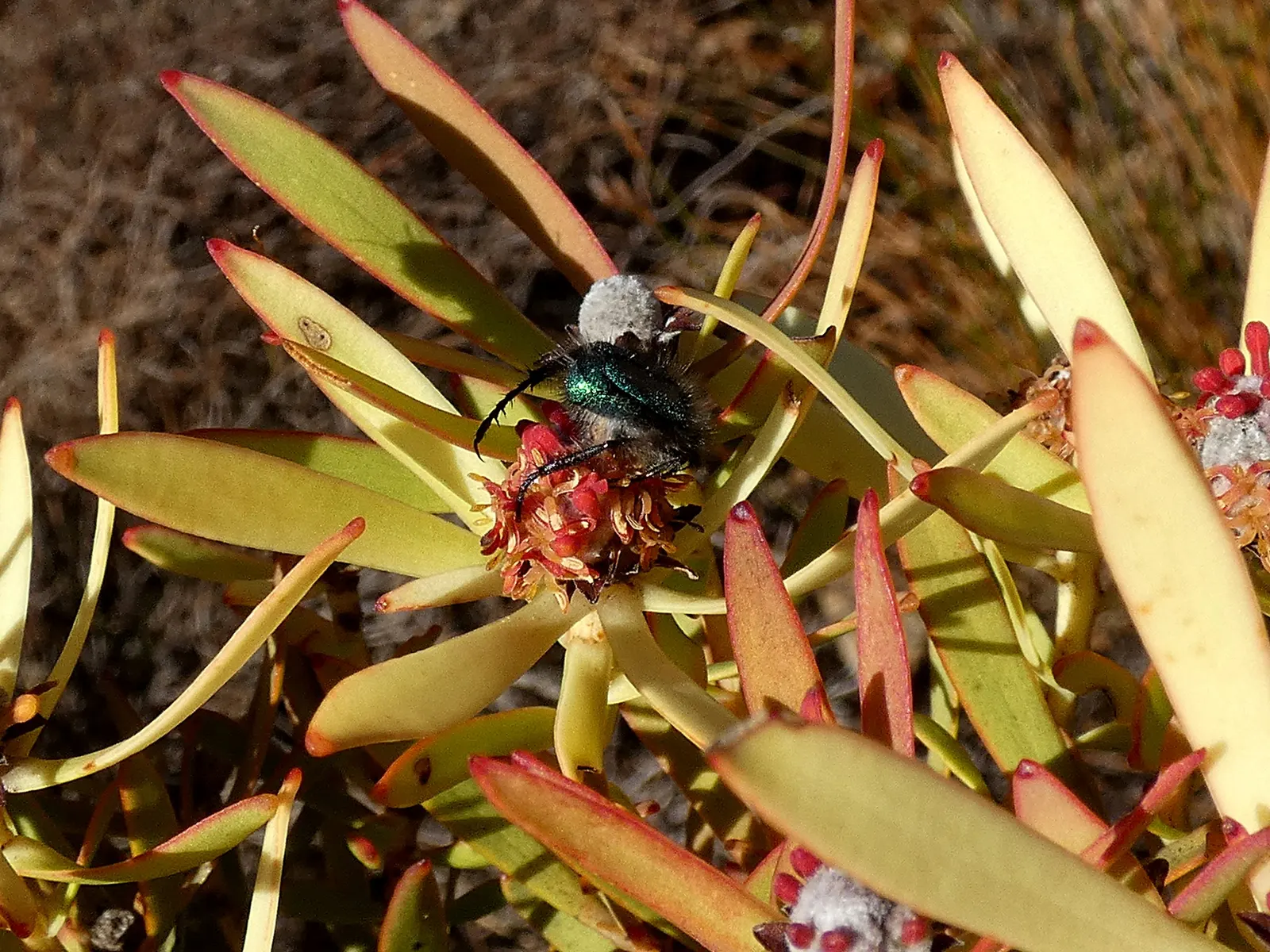 Jester Conebush (Leucadendron 'Jester') — scientifically known as Leucadendron 'Jester'; evergreen shrub reaching 3-5 feet in height and width