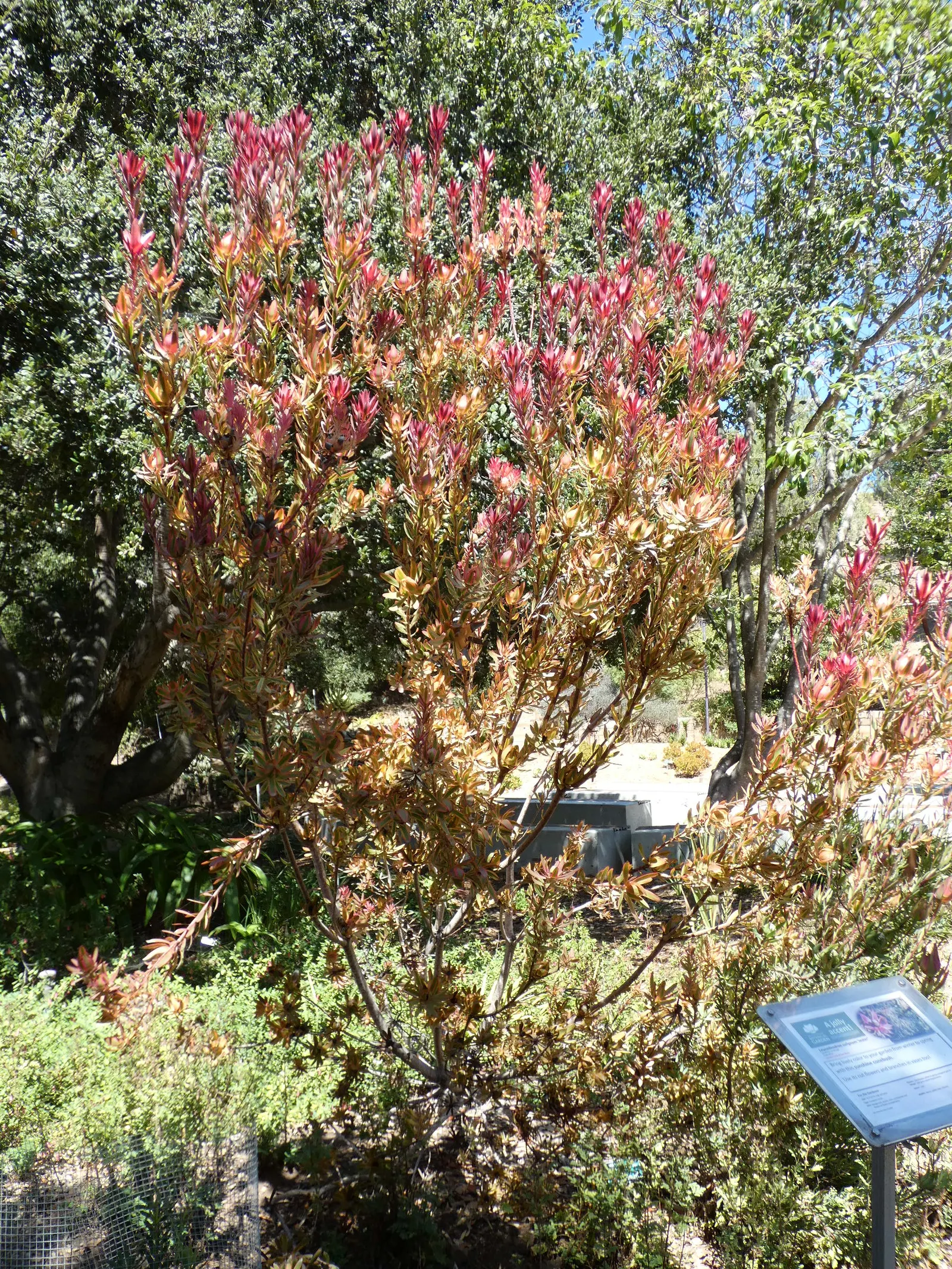 Jester Conebush (Leucadendron 'Jester') — red and yellow flowers in the garden
