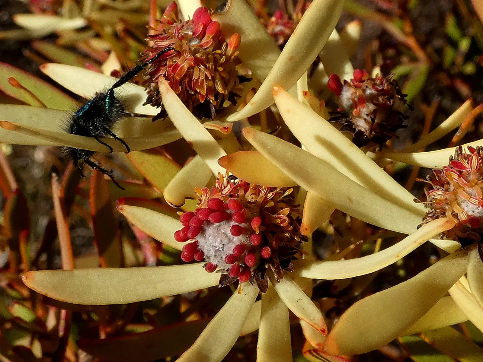 Jester Conebush (Leucadendron 'Jester') — Ideal for xeriscaping, it's drought-tolerant once established and attracts pollinators; with pruning generally