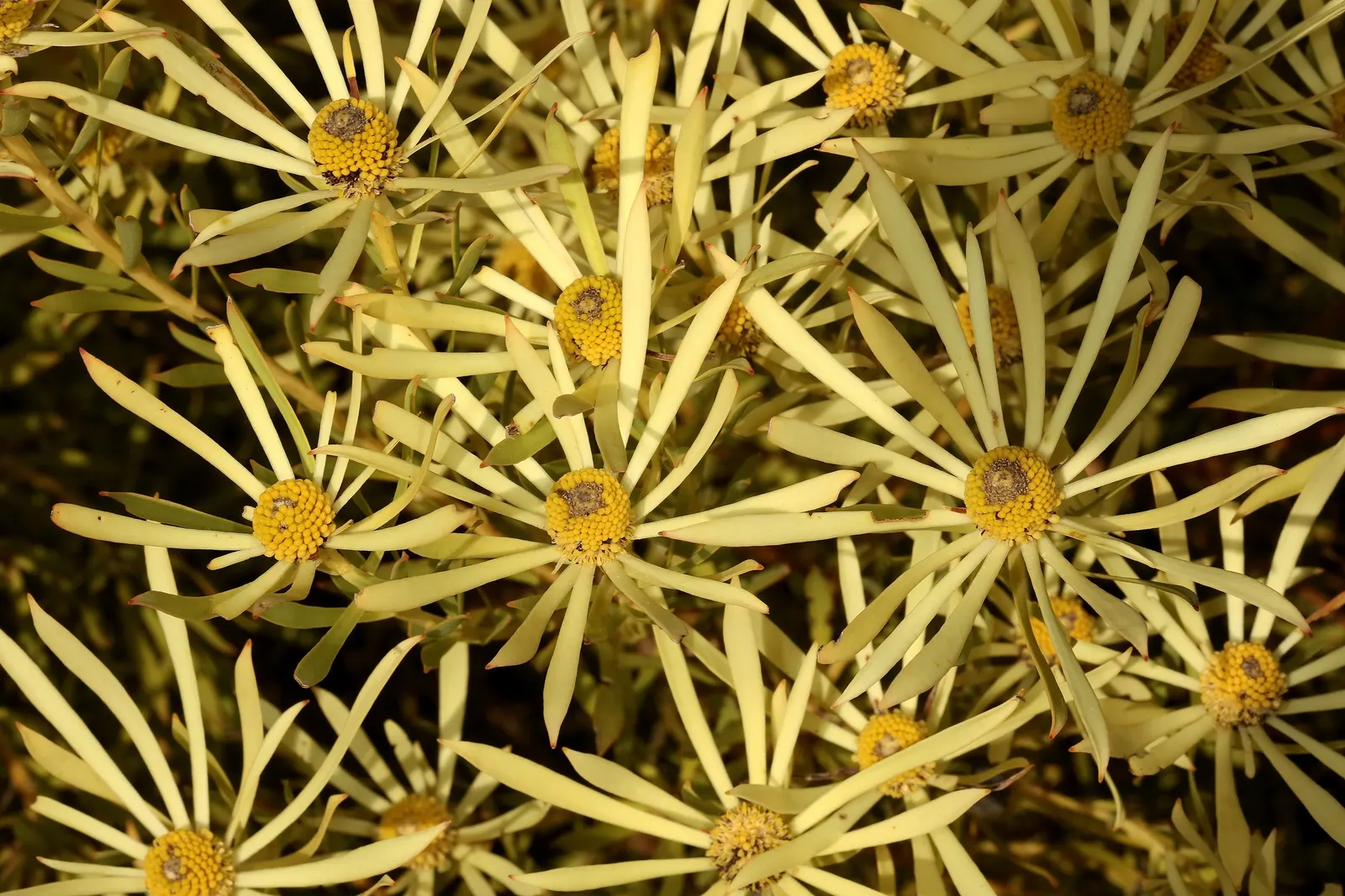 Jester Conebush (Leucadendron 'Jester') — Importantly, it is hardy to USDA zones 9 to 11, ensuring successful growth in warmer climates
