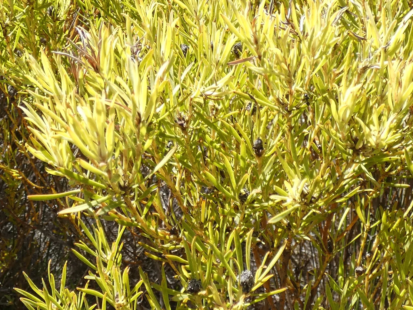 Jester Conebush (Leucadendron 'Jester') — Its striking foliage transitions from yellow at the base to a rich, green and pink towards the tips; importantly, it