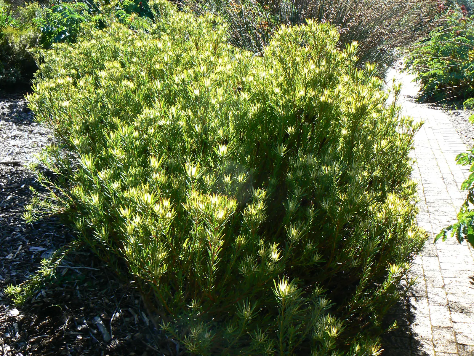 Jester Conebush (Leucadendron 'Jester') — Its striking foliage transitions from yellow at the base to a rich, green and pink towards the tips