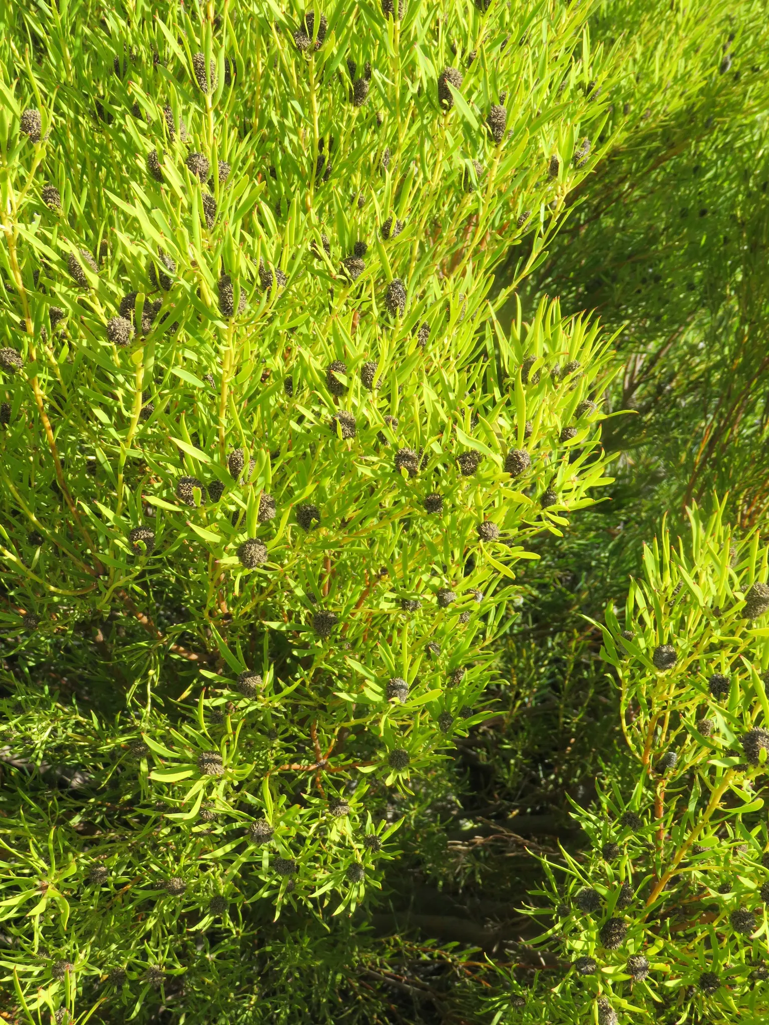Jester Conebush (Leucadendron 'Jester') — With its low susceptibility to pests and diseases