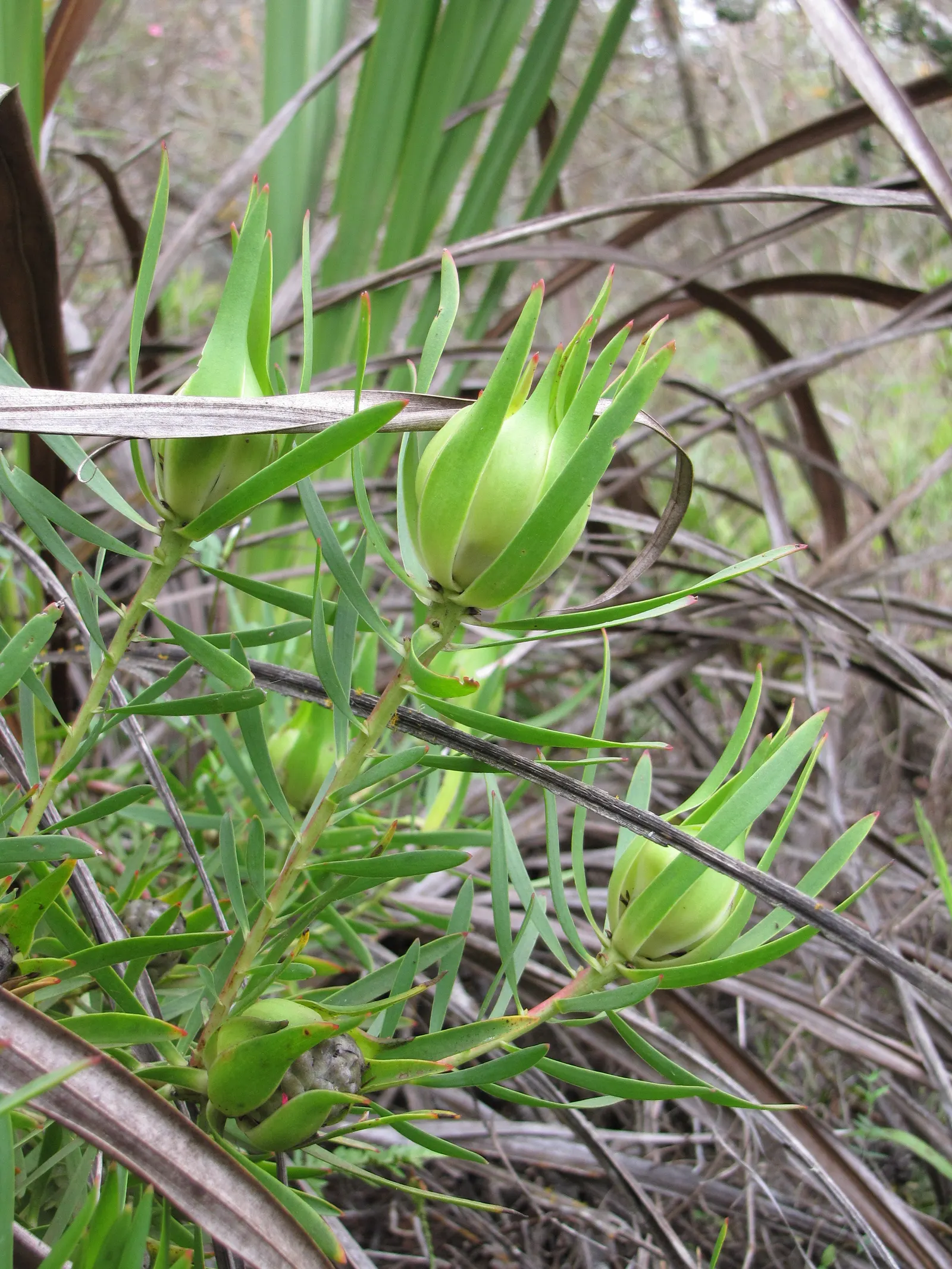Jester Conebush (Leucadendron 'Jester') — is an eye-catching evergreen shrub that brings a vibrant splash of color to any landscape