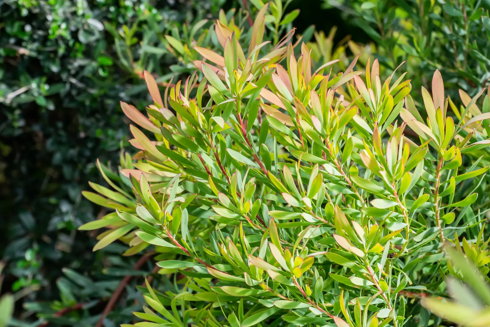 Jester Conebush (Leucadendron 'Jester') — also known as the Sunshine Conebush
