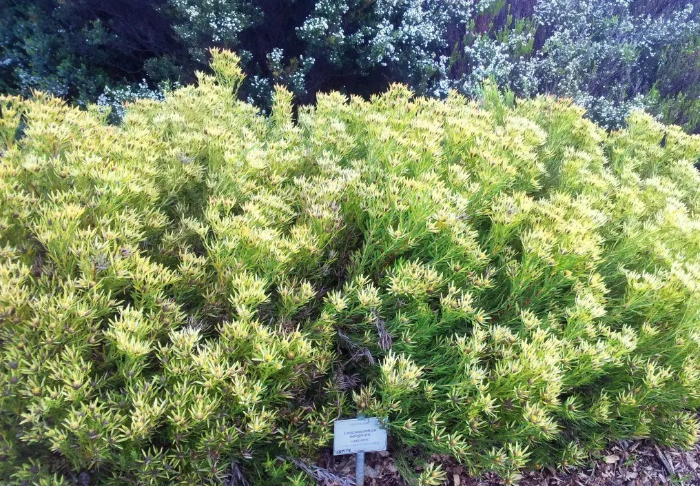Jester Conebush (Leucadendron 'Jester') — displaying a medley of colors with green centers and cream on the margins