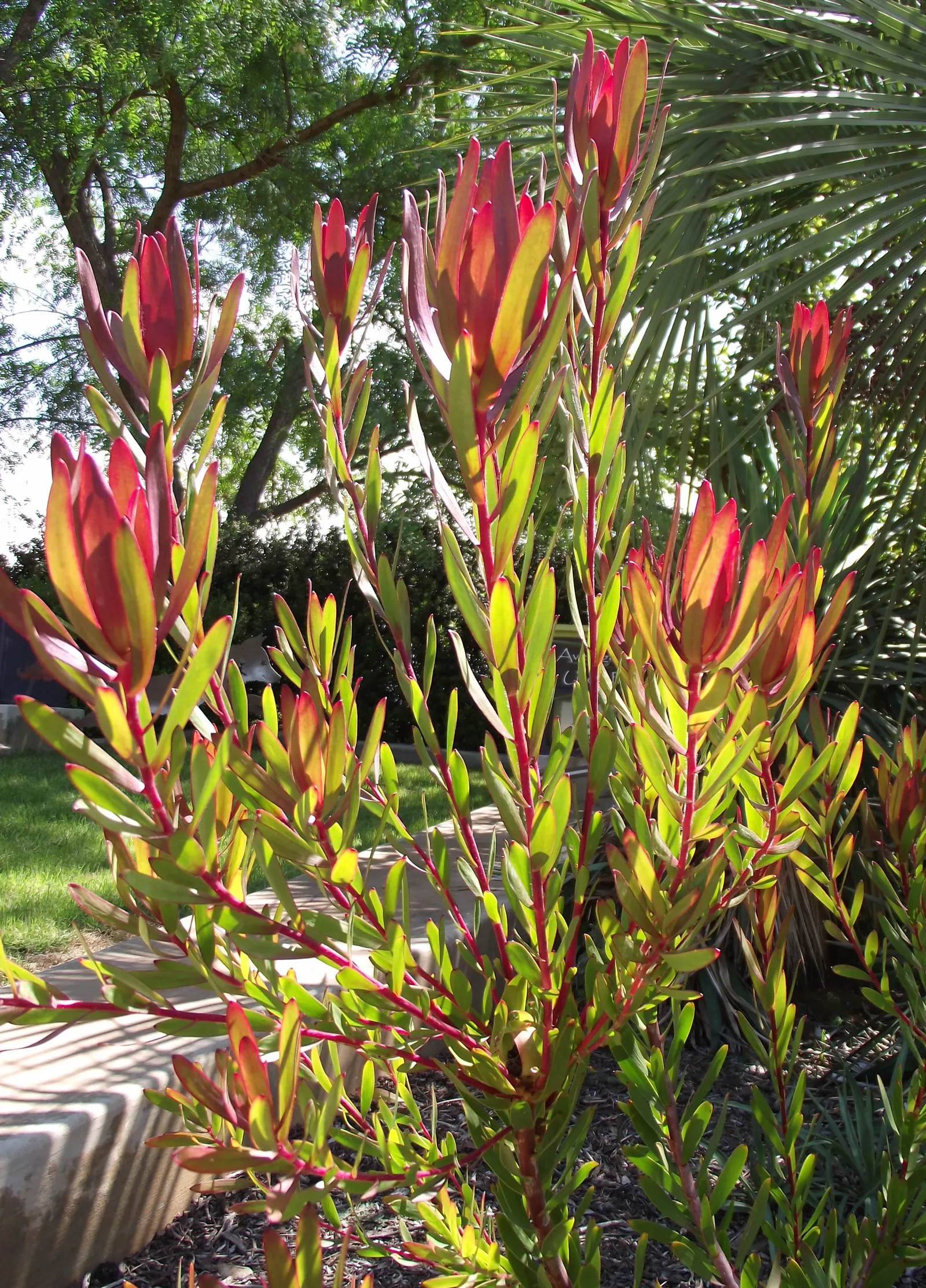 Jester Conebush (Leucadendron 'Jester') — scientifically known as Leucadendron 'Jester'