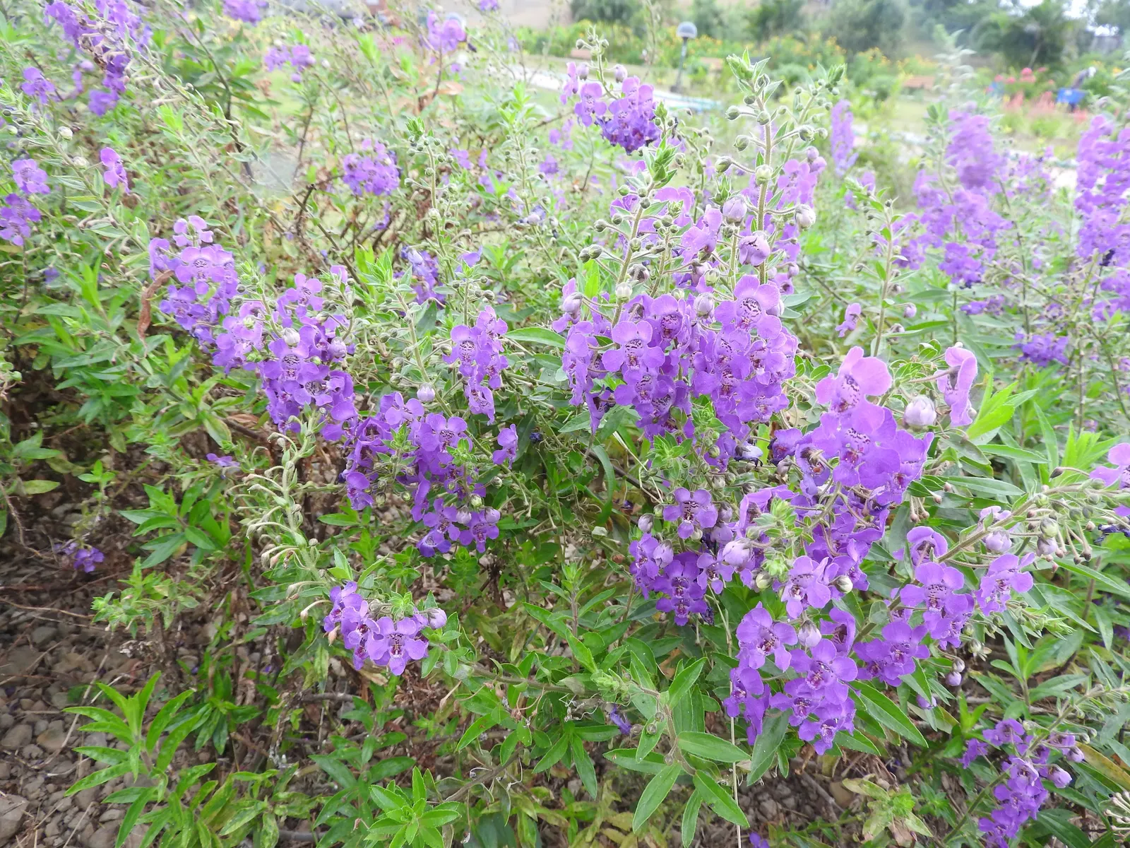 Summer Snapdragon (Angelonia Angustifolia) — Ideal for borders or containers, it requires well-drained soil to prosper; deadheading is not necessary, image 137