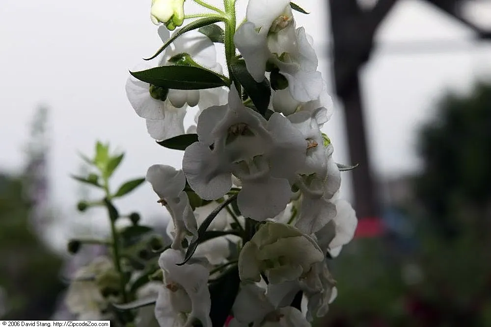 Summer Snapdragon (Angelonia Angustifolia) — adding life and movement to the garden space; is a resilient perennial admired for its vibrant spikes, image 101