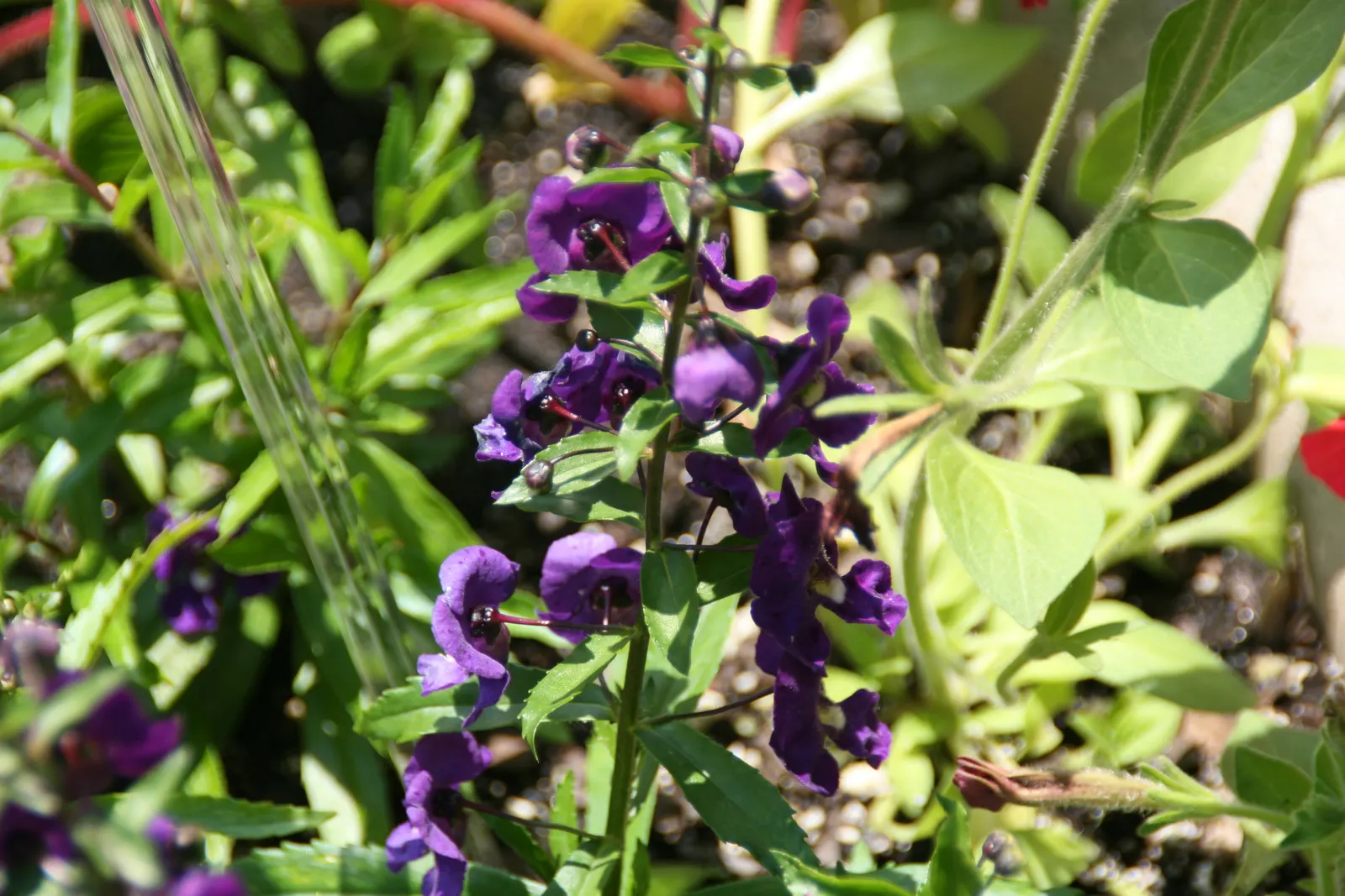 Summer Snapdragon (Angelonia Angustifolia) — is a resilient perennial admired for its vibrant spikes of snapdragon-like flowers; it often reaches a, image 132