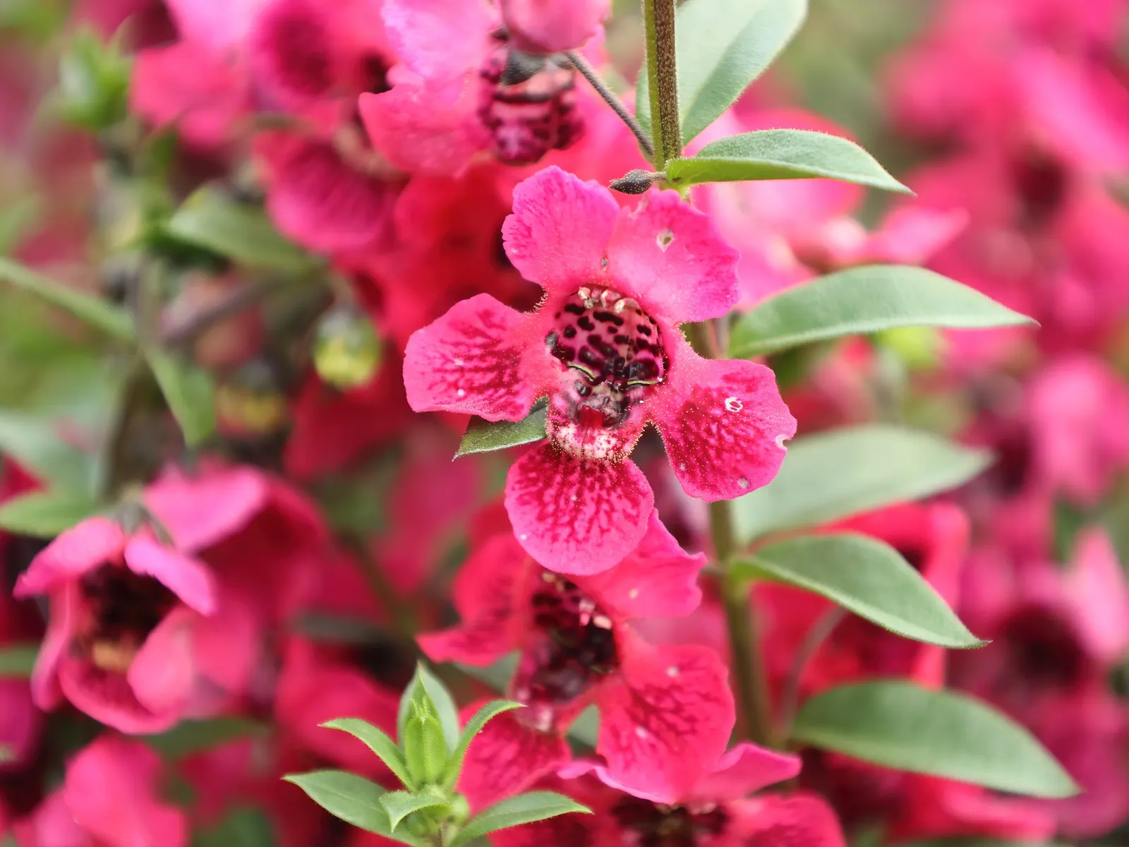 Summer Snapdragon (Angelonia Angustifolia) — annual with lavender and pink and purple and white blooms; offering a long season of visual appeal and, image 77