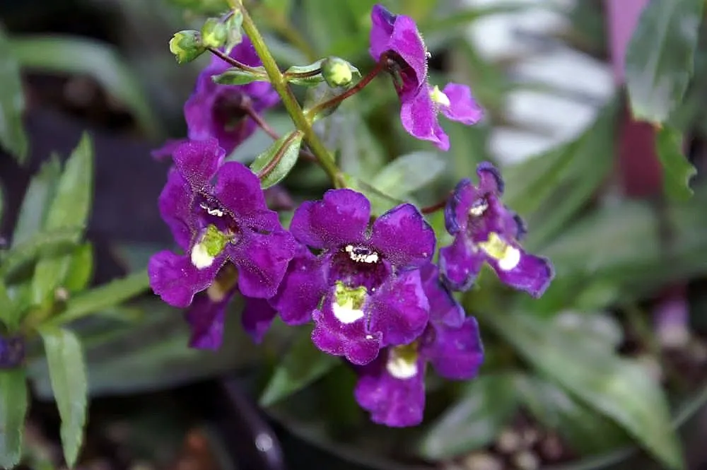 Summer Snapdragon (Angelonia Angustifolia) — zones 9-11, reaching 12-18 inches in height and spreading 12 inches wide; annual with lavender and, image 56