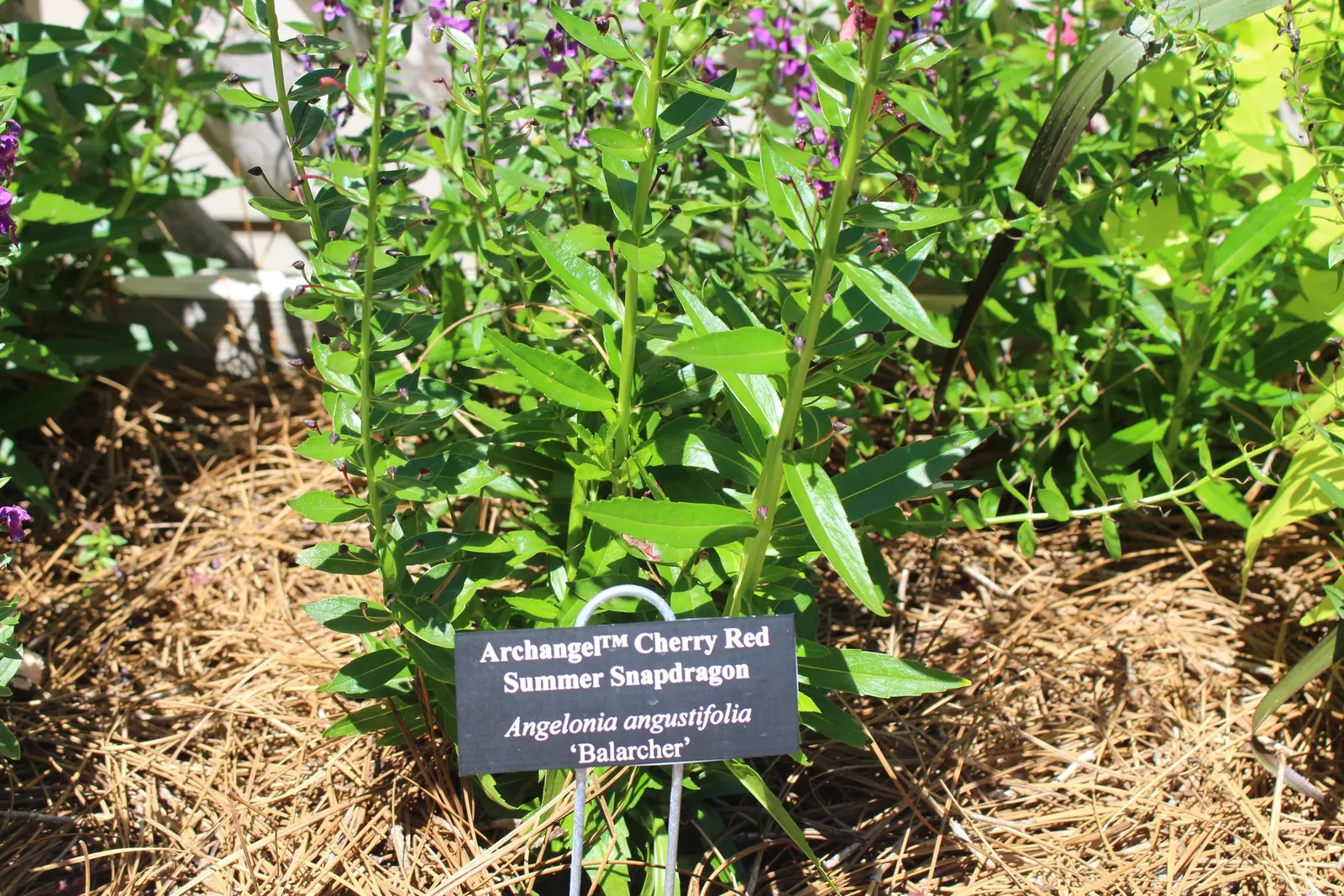 Summer Snapdragon (Angelonia Angustifolia) — Blooms are noted from late spring until the first frost; lavender and pink and purple and white flowers in the
