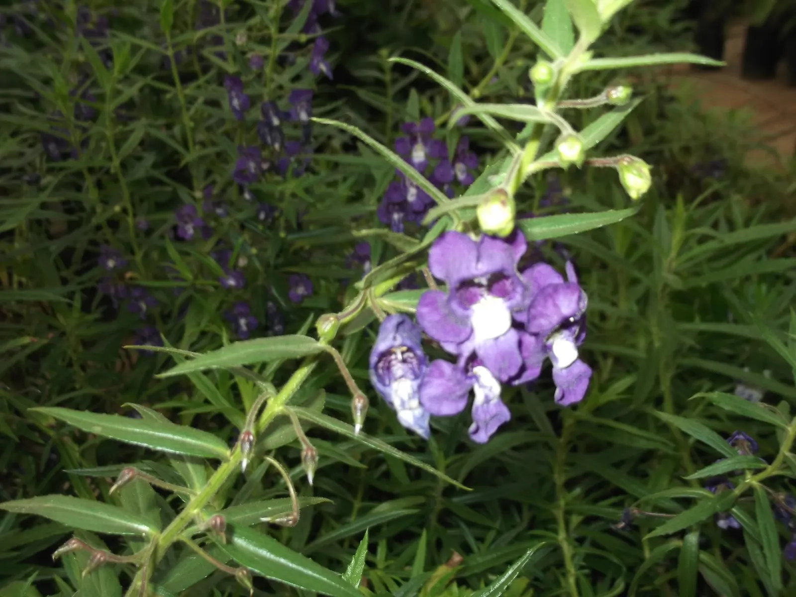 Summer Snapdragon (Angelonia Angustifolia) — It boasts a robust nature; flourishing in full sun, it thrives in U.S, image 64
