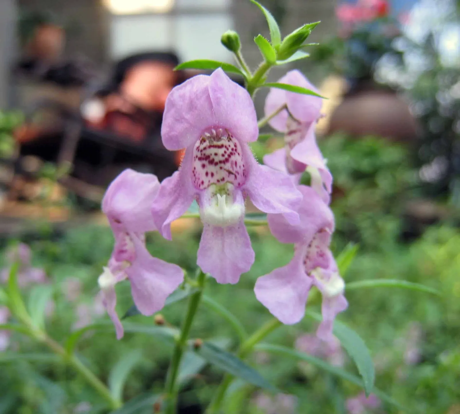 Summer Snapdragon (Angelonia Angustifolia) — is a delightful perennial appreciated for its continuous blooming and snapdragon-like flowers, image 139