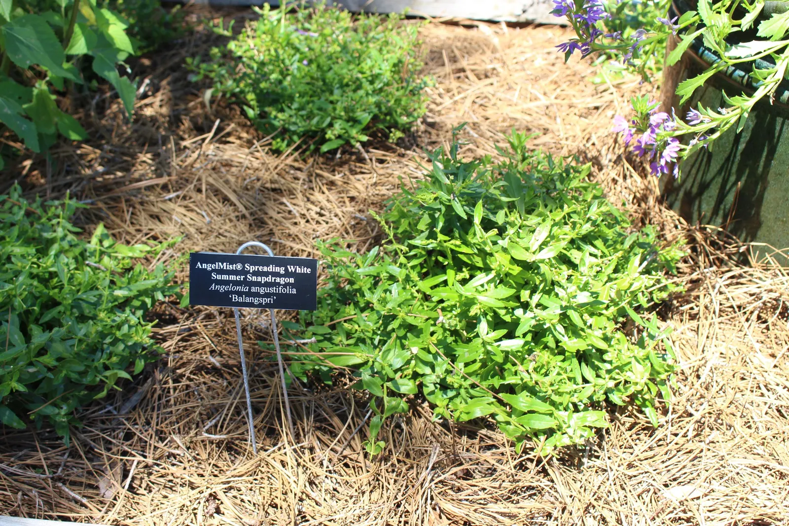 Summer Snapdragon (Angelonia Angustifolia) — Deadheading is not necessary; ideal for borders or containers, it requires well-drained soil to prosper