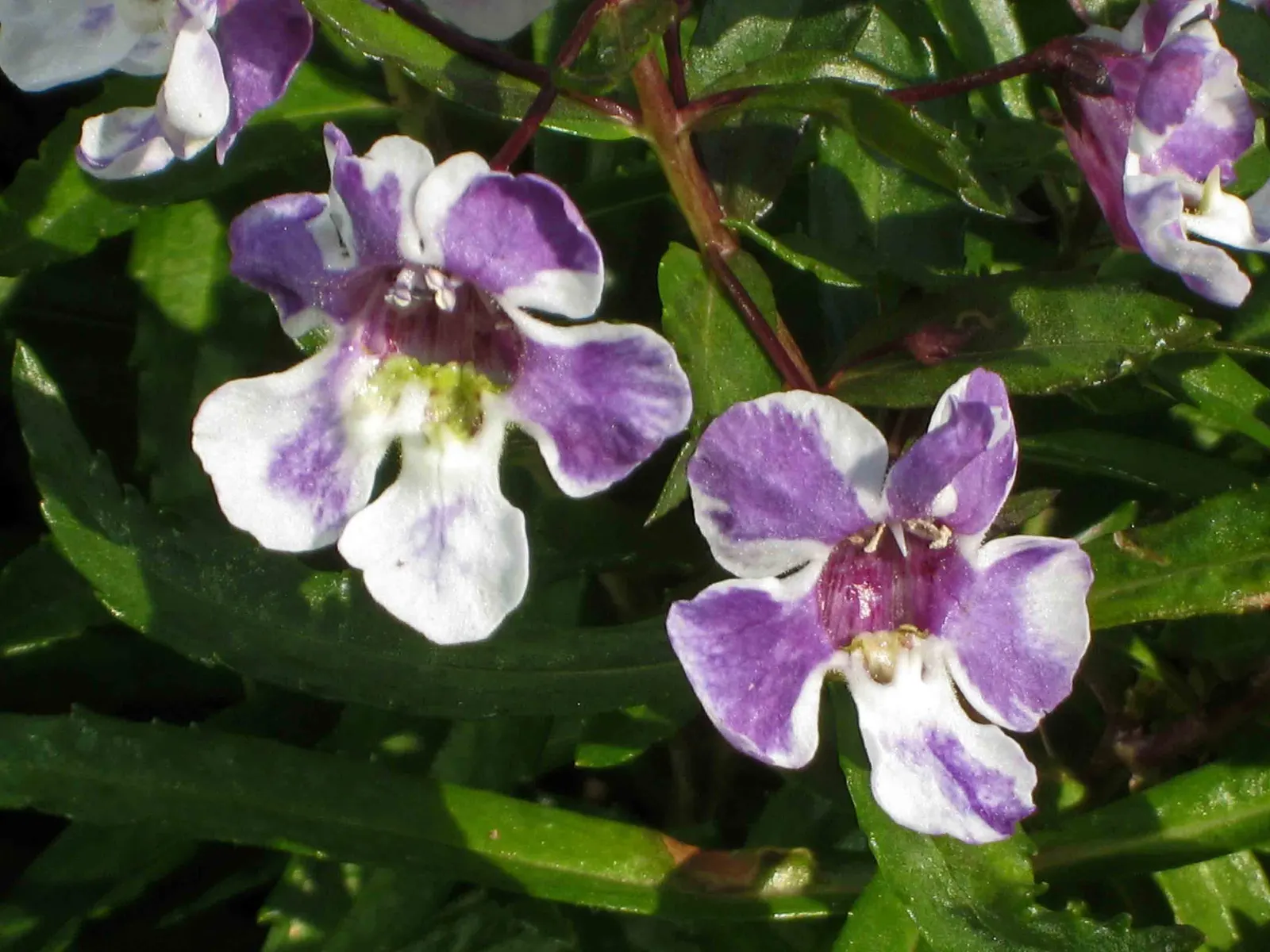 Summer Snapdragon (Angelonia Angustifolia) — adding a burst of color with minimal effort; tolerating high heat and humidity with grace, image 58