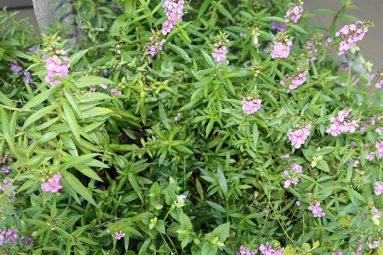 Summer Snapdragon (Angelonia Angustifolia) — pleasing fragrance.<br><br>For landscape design purposes; it boasts a robust nature, image 95