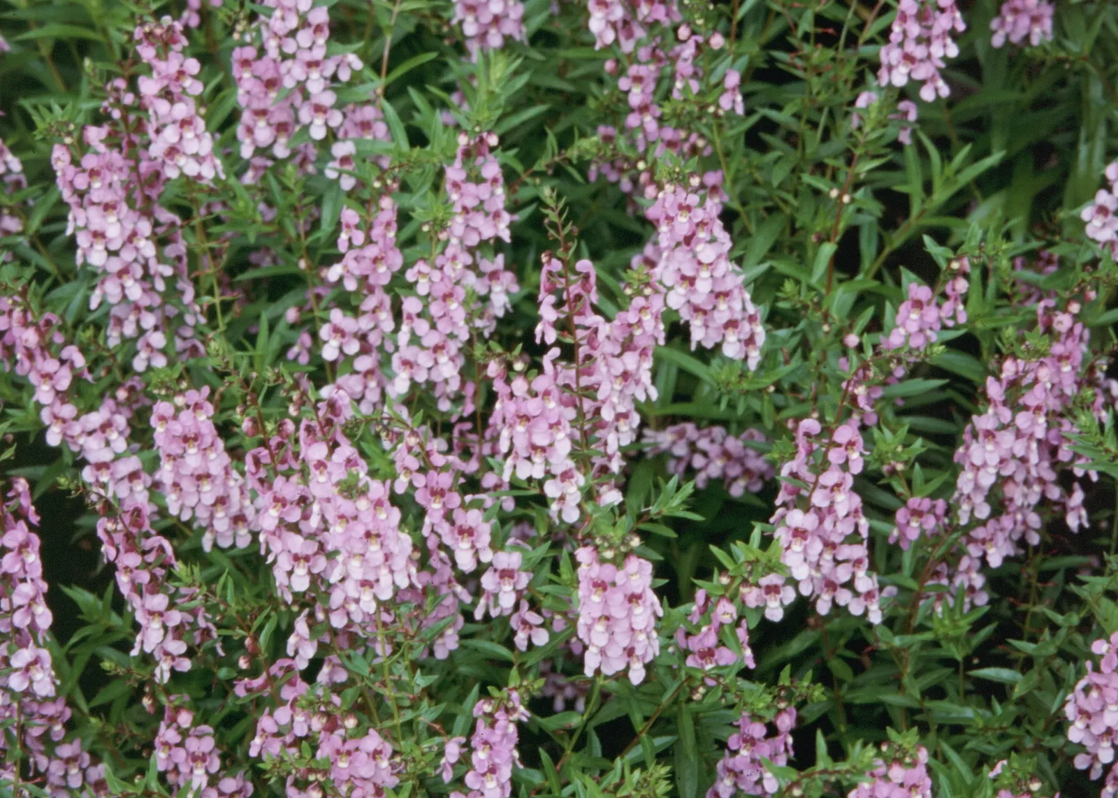 Summer Snapdragon (Angelonia Angustifolia) — it often reaches a height of 12 to 18 inches and can spread approximately 12 inches wide; which, image 141