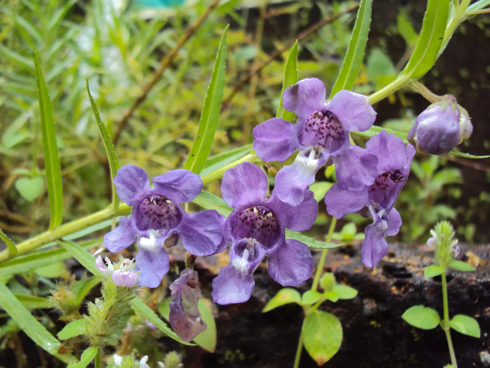 Summer Snapdragon (Angelonia Angustifolia) — tolerating high heat and humidity with grace; valued for its upright flowering habit, image 65
