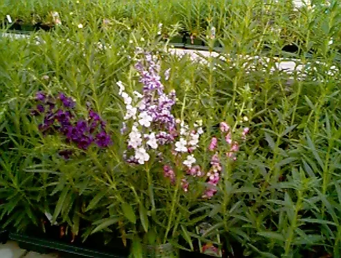 Summer Snapdragon (Angelonia Angustifolia) — adding life and movement to the garden space; is a resilient perennial admired for its vibrant spikes, image 75