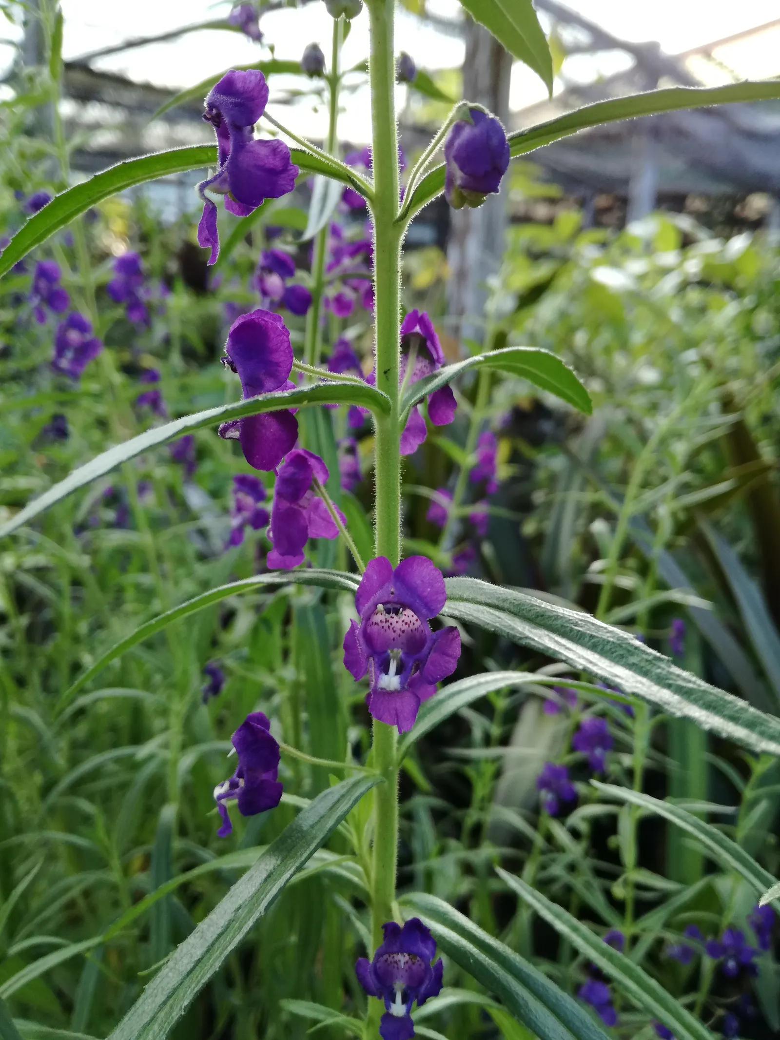 Summer Snapdragon (Angelonia Angustifolia) — annual with lavender and pink and purple and white blooms; offering a long season of visual appeal and, image 103