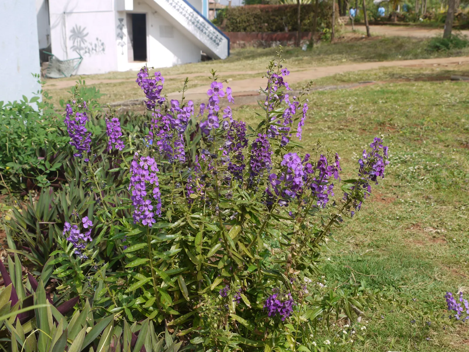 Summer Snapdragon (Angelonia Angustifolia) — these plants are low maintenance; requiring minimal care once established, image 70